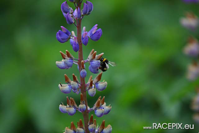 2009-06-20 RCN-04 IMG_0191