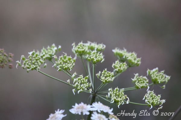VLN 27-10-2007 02 Rennen Tiergarten 265