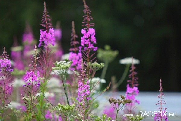 VLN-07 2008-07-19 04 Ausfahrt Hatzenbach IMG_1189